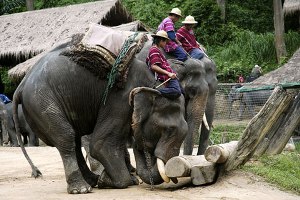 chiang-mai-elephant_2.jpg